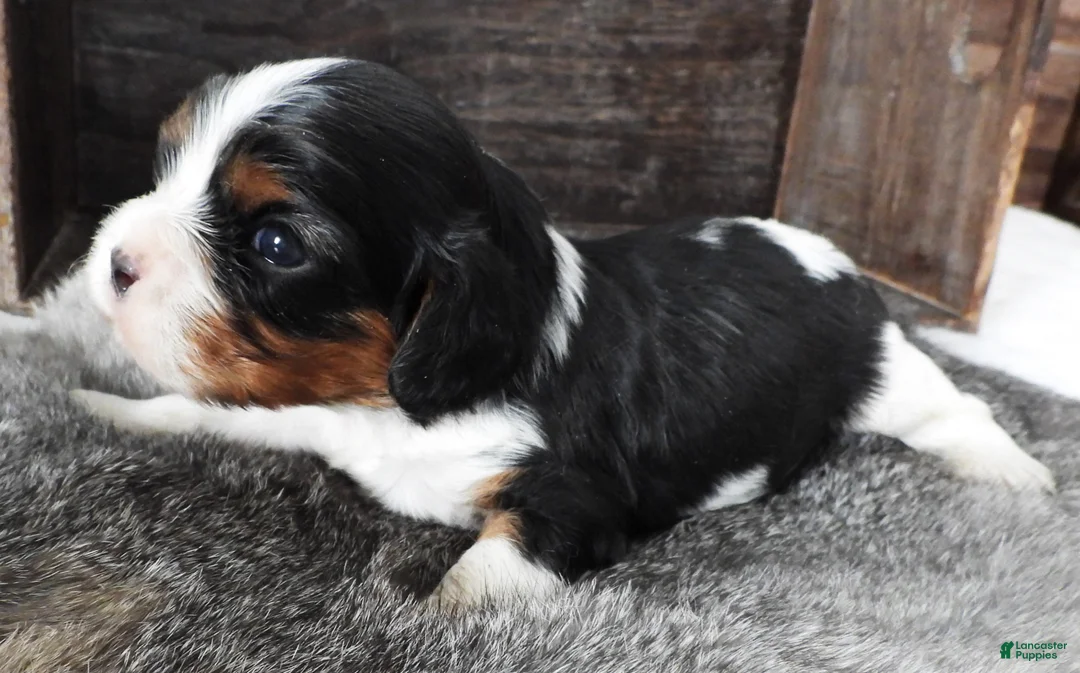 Cavalier King Charles Spaniel dogs for sale: Cavalier King Charles Spaniel Puppy 2 - Ad 3