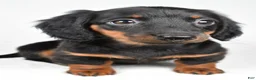 Dachshund dogs for sale: Cassidy - Ad 5
