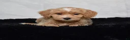 Cavapoo dogs for sale: Winston - Ad 5