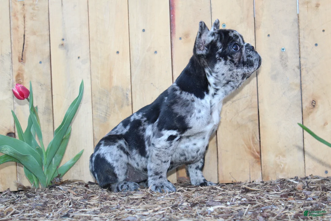 French Bulldog dogs for sale: April - Ad 4