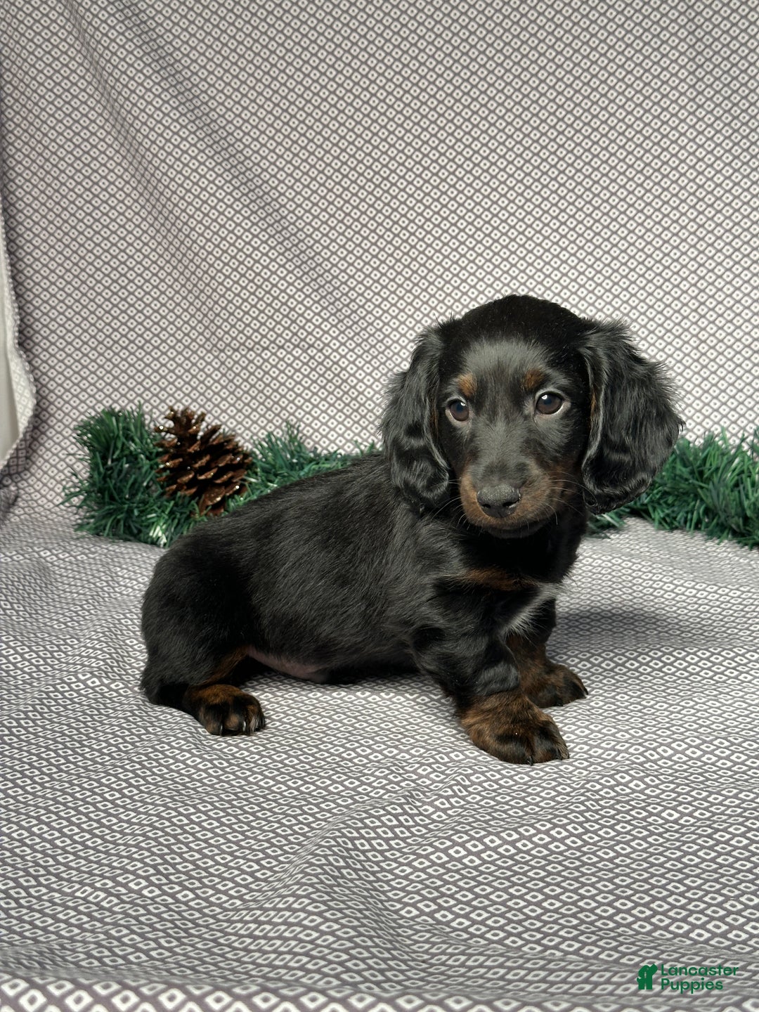 Miniature Dachshund dogs for sale: Travis - Ad 3