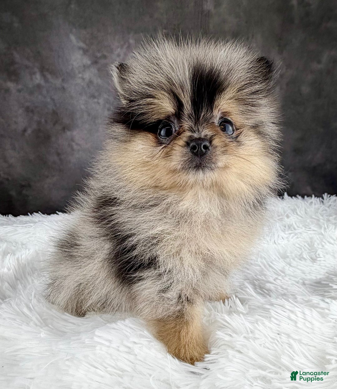 Pomeranian dogs for sale: Grace AKC - Ad 4