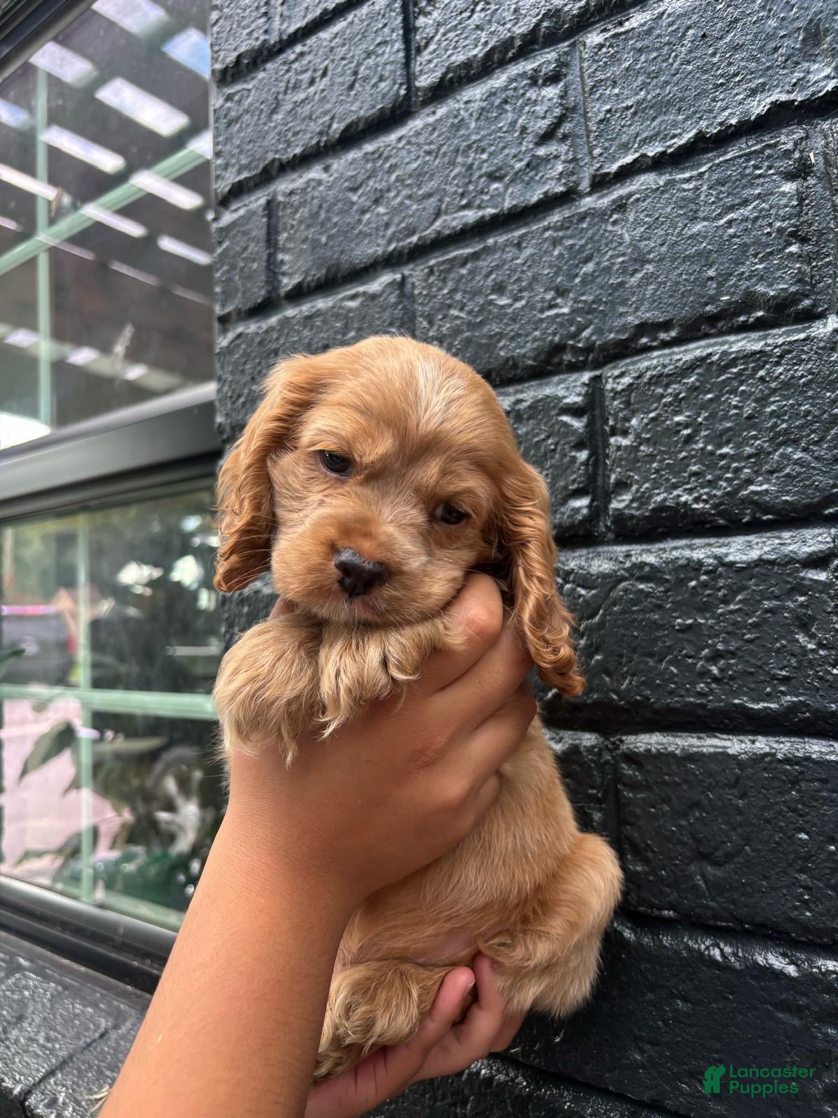 Cocker Spaniel dogs Latte ☕🤎 - Ad 4