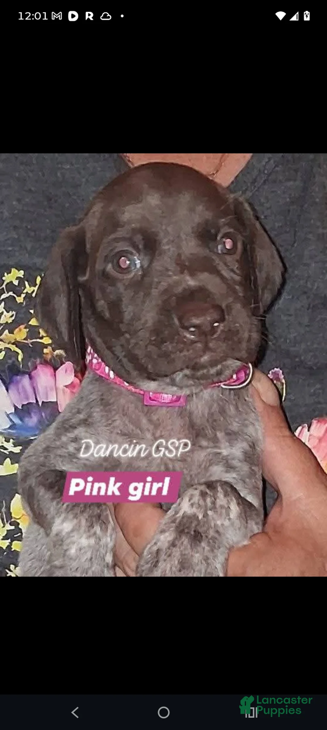 German Shorthaired Pointer dogs for sale: German Shorthaired Pointer 6 - Ad 1