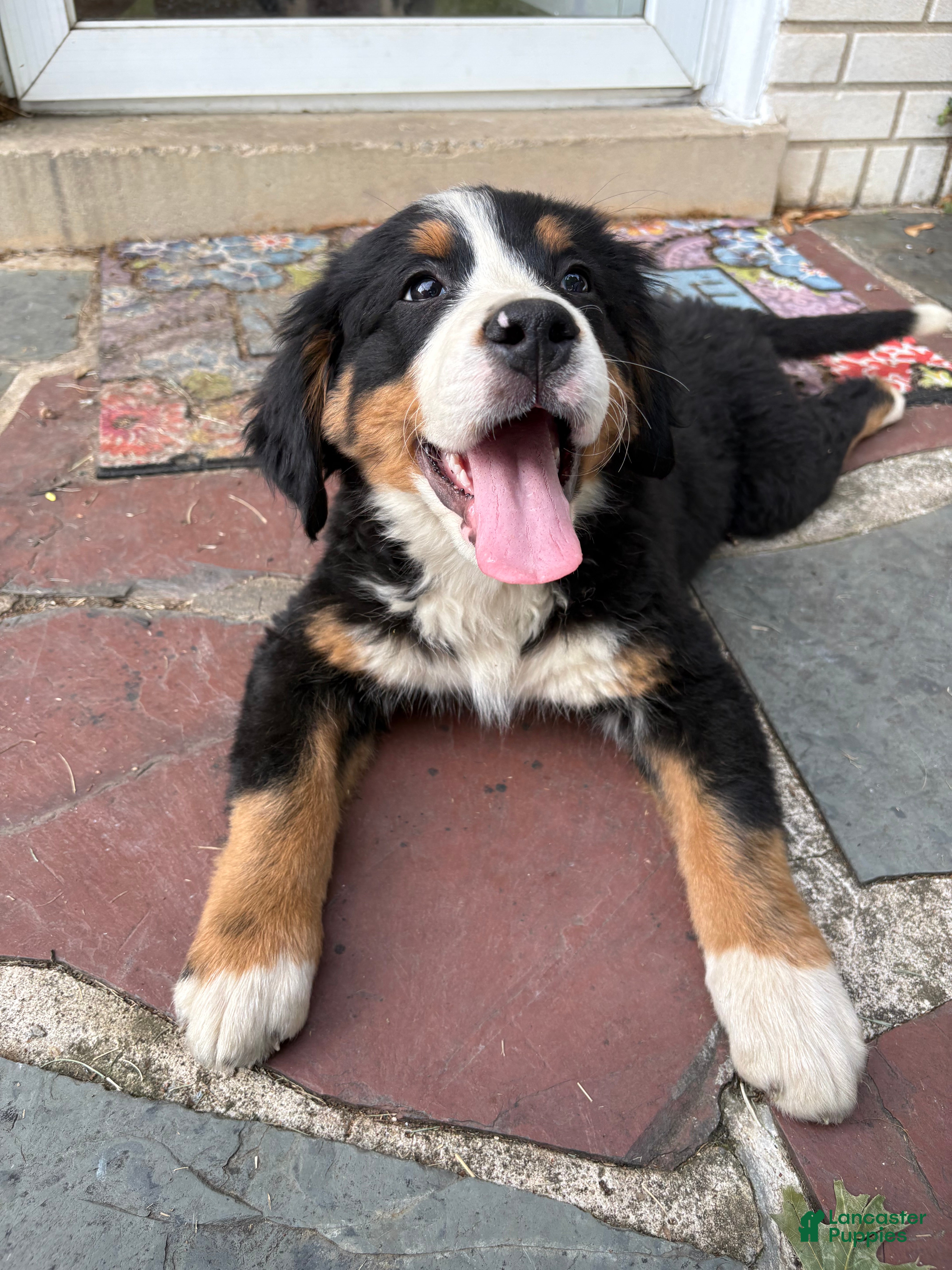 Bernese Mountain Dog dogs Otis  - Ad 2