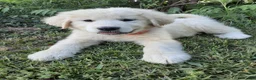 Great Pyrenees dogs for sale: Keilah  - Ad 6