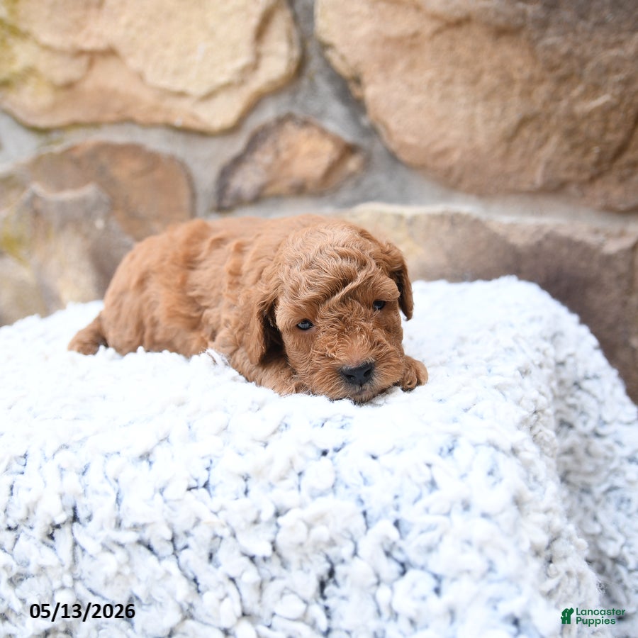 Cavapoo dogs Flossie - Ad 2
