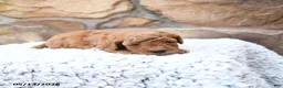 Cavapoo dogs for sale: Flossie - Ad 7