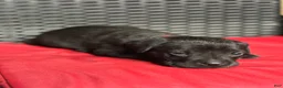 Cane Corso dogs for sale: Phoenix - Ad 2