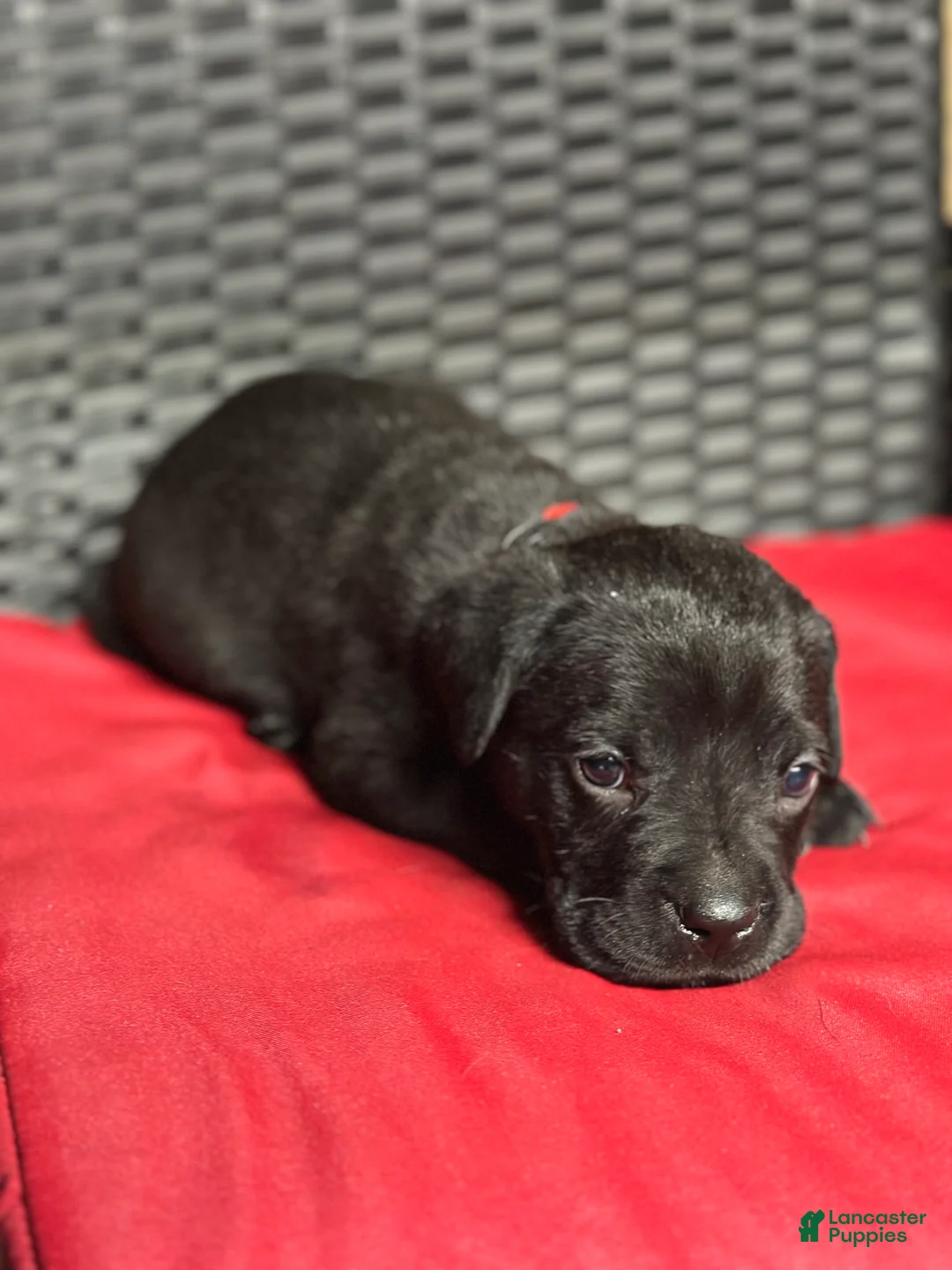 Cane Corso dogs for sale: Phoenix - Ad 2