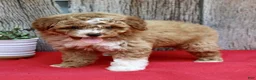 Miniature Poodle dogs for sale: Willow - Ad 6