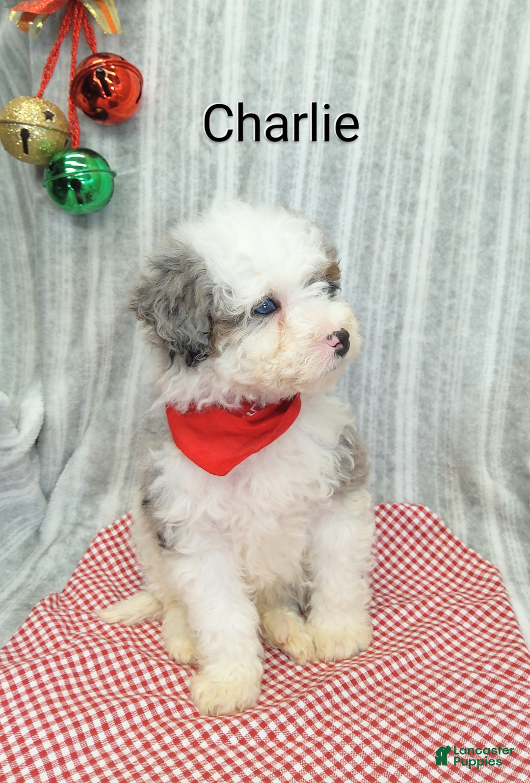 Mini Bernedoodle dogs for sale: Charlie - Ad 5