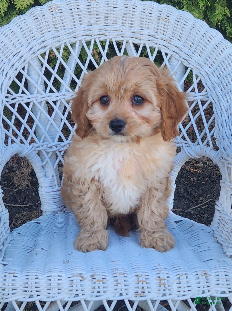 Cavapoo dogs Jerry - Ad 2