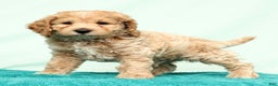 Cockapoo dogs for sale: Nick - Ad 4