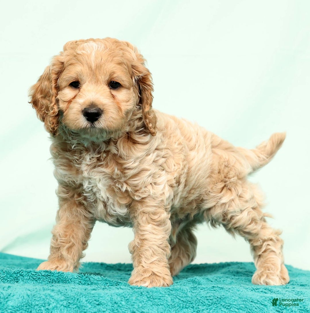 Cockapoo dogs for sale: Nick - Ad 4