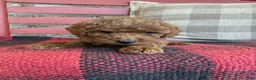 Mixed Breed dogs for sale: Trixie - Ad 4