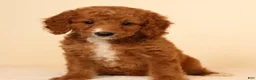 Mini Goldendoodle dogs for sale: Mia - Ad 3