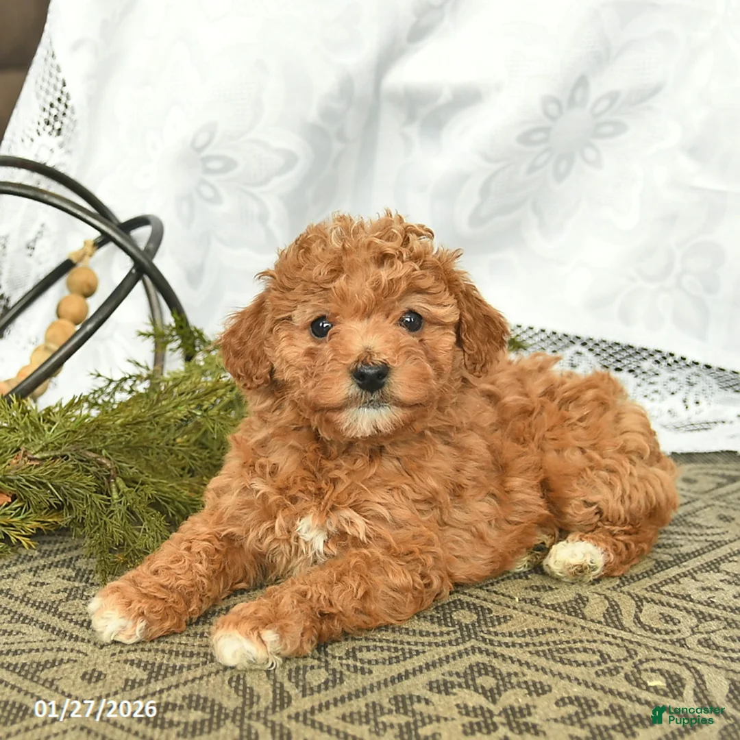 Miniature Poodle dogs for sale: Callie  - Ad 3