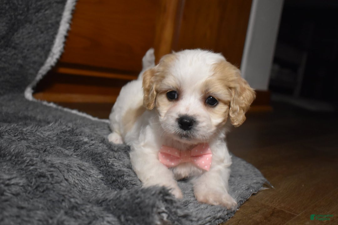 Cavachon dogs for sale: Hadley  - Ad 2