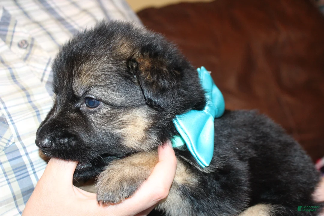 German Shepherd dogs for sale: Connie, light blue collar - Ad 1