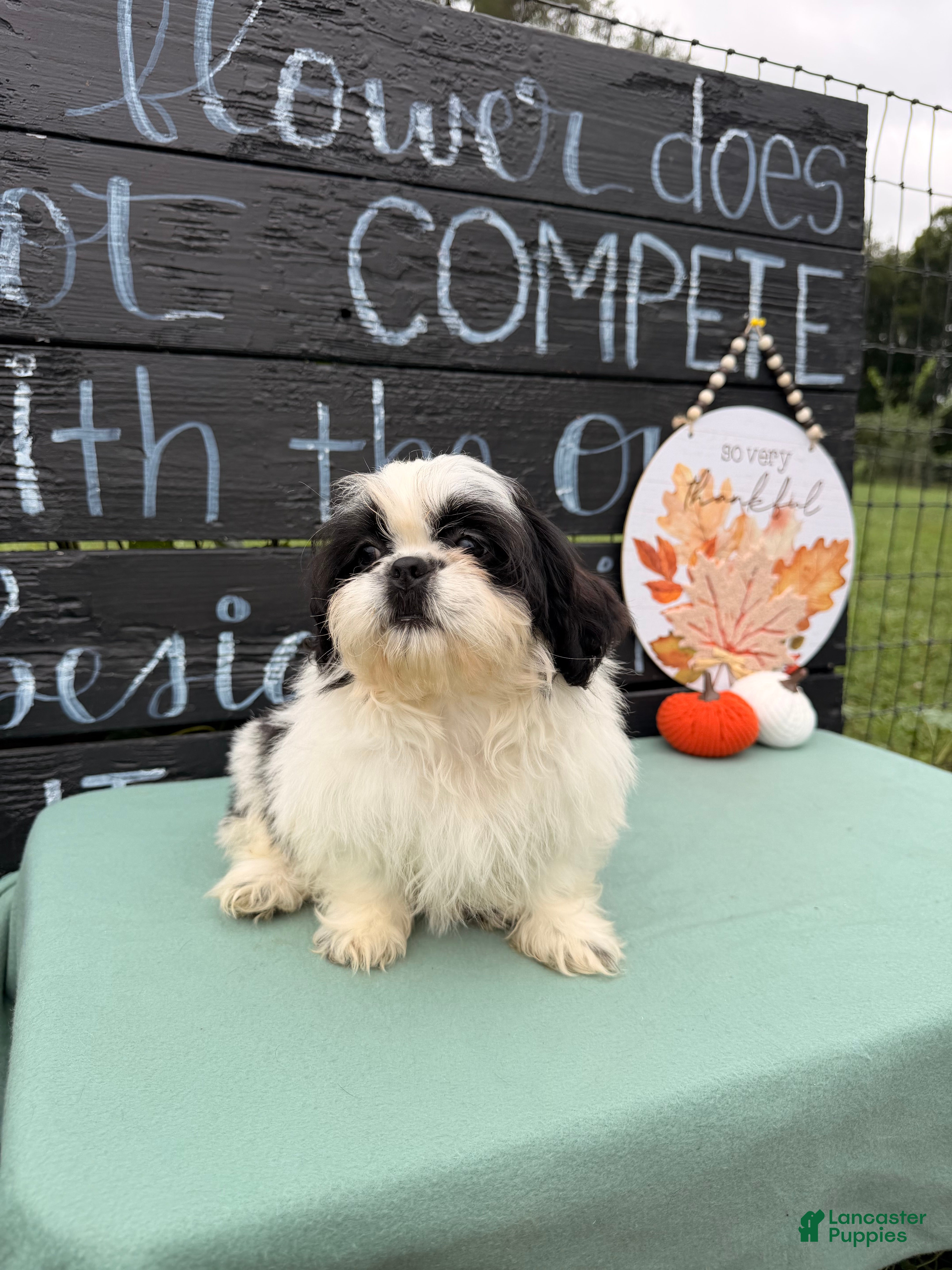 Shih Tzu dogs Sabrina Shih Tzu  - Ad 2