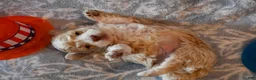 Havapoo dogs for sale: Oscar - Ad 4