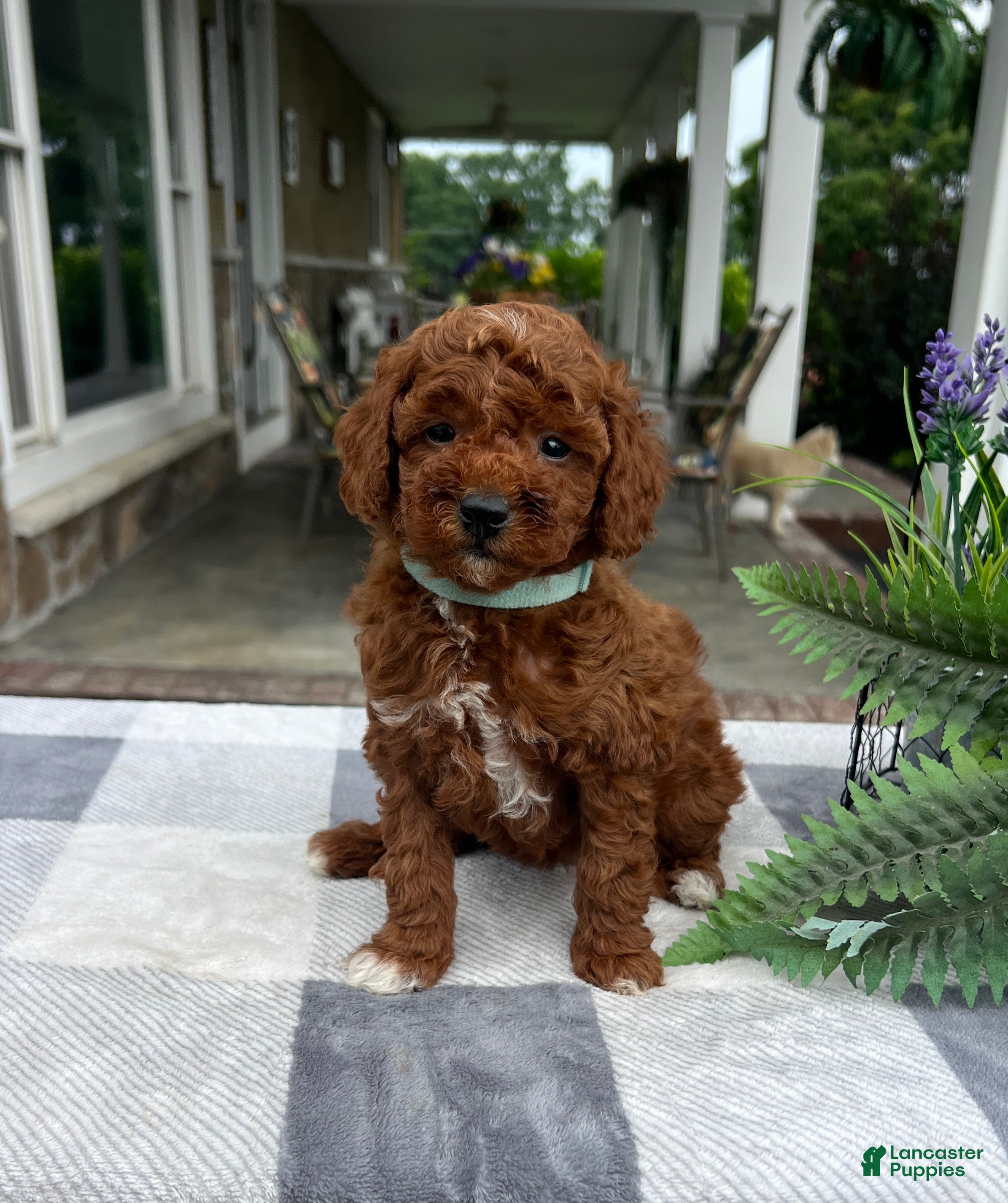 Mini Goldendoodle dogs Cali - Ad 1