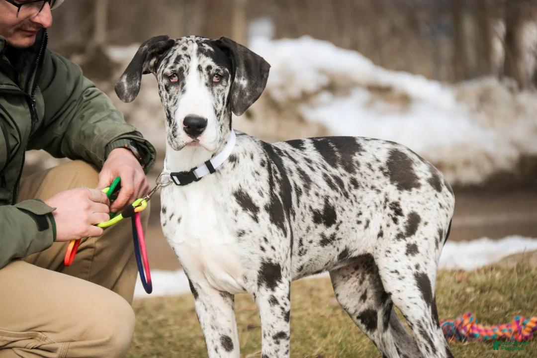 Great Dane dogs for sale: Lorelai - Ad 2