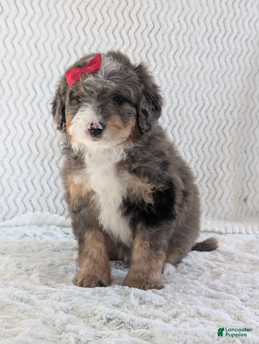 Mini Bernedoodle dogs for sale: Mini Banks  - Ad 7