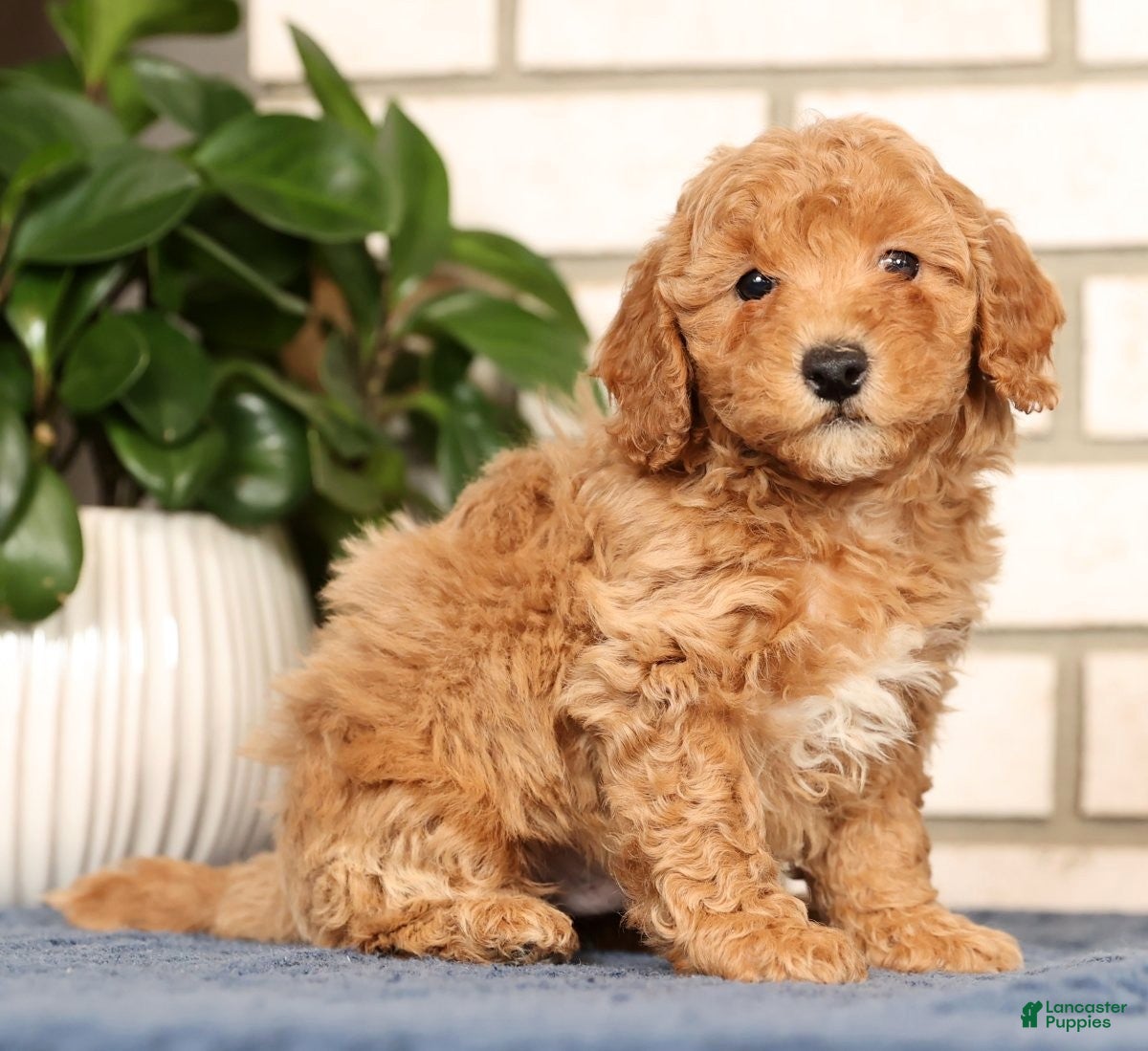 Bichpoo dogs Franklin - Ad 41