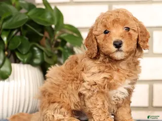 Bichpoo dogs Franklin - Ad 2