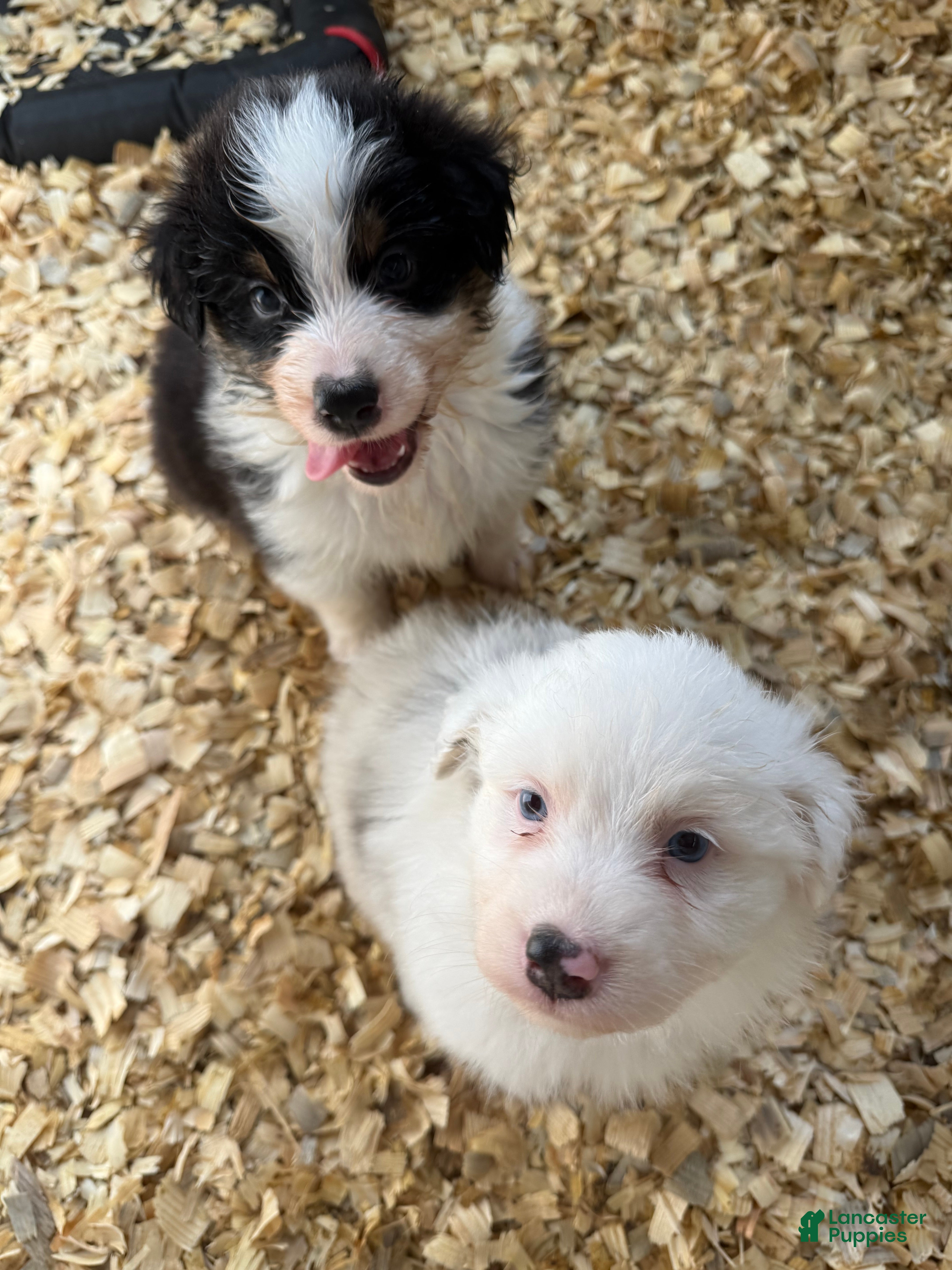 Australian Shepherd dogs Julie - Ad 5