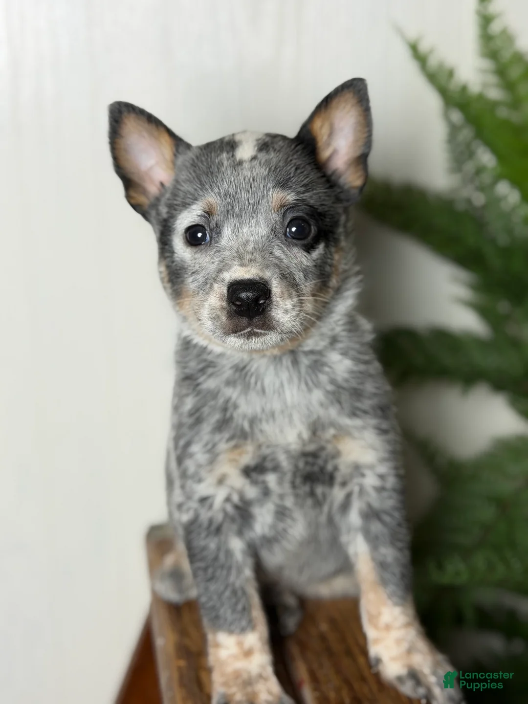 Australian Cattle Dog dogs for sale: Australian Cattle Dog Puppy 1 - Ad 1