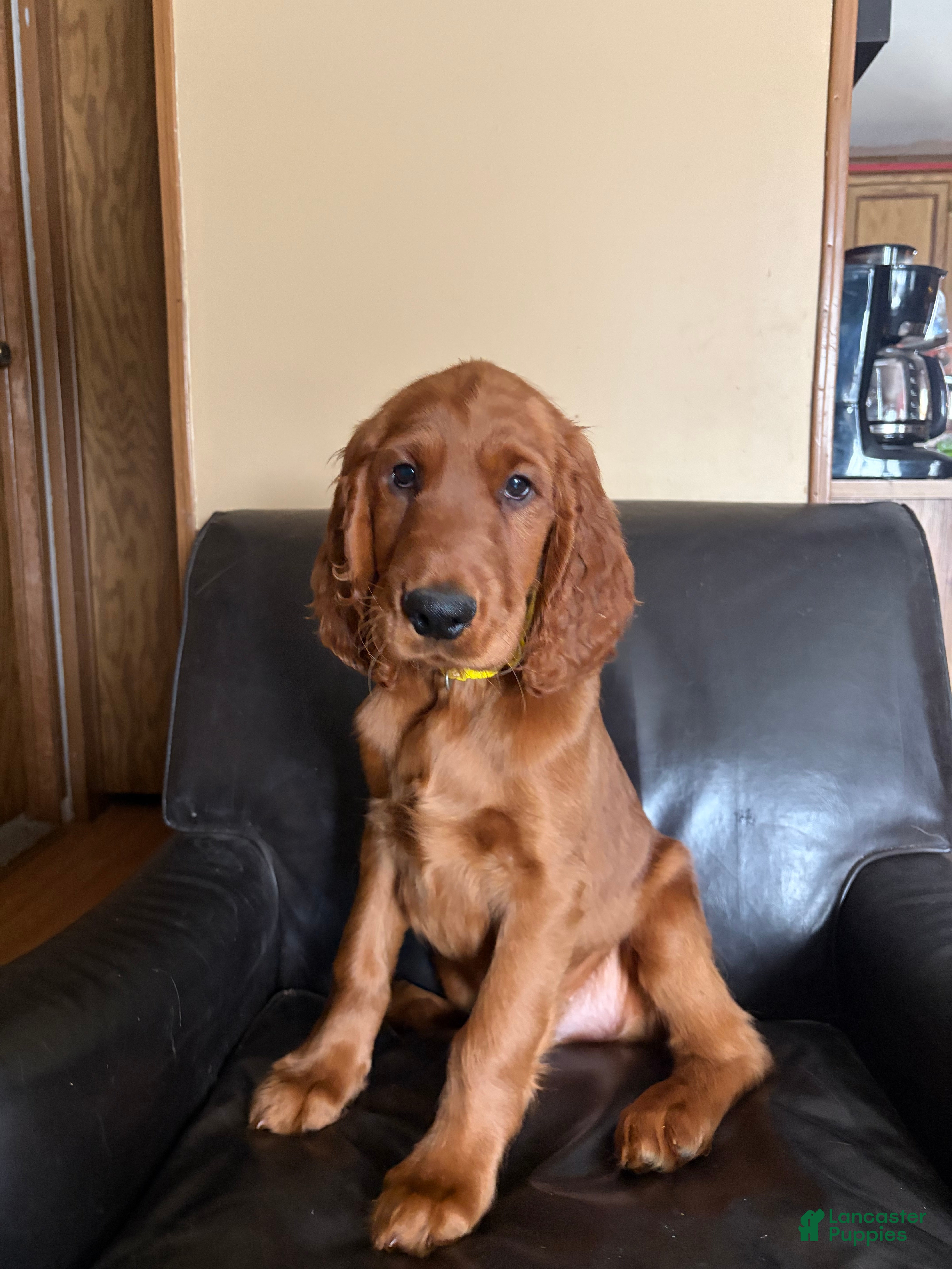 Irish Setter dogs Irish Setter male yellow collar - Ad 31