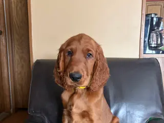 Irish Setter dogs Irish Setter male yellow collar - Ad 31