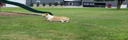 Welsh Corgi Pembroke dogs for sale: Queeny  - Ad 4