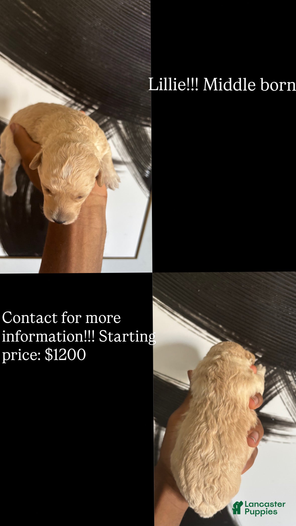 Bichpoo dogs Bichpoo 2 - Ad 1