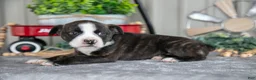 Mixed Breed dogs for sale: Stevie - Ad 2