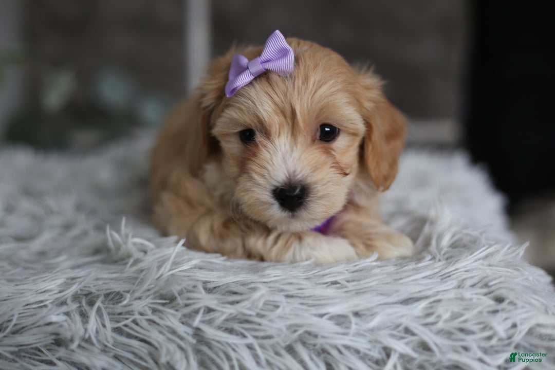 Maltipoo dogs for sale: Evie - Ad 8