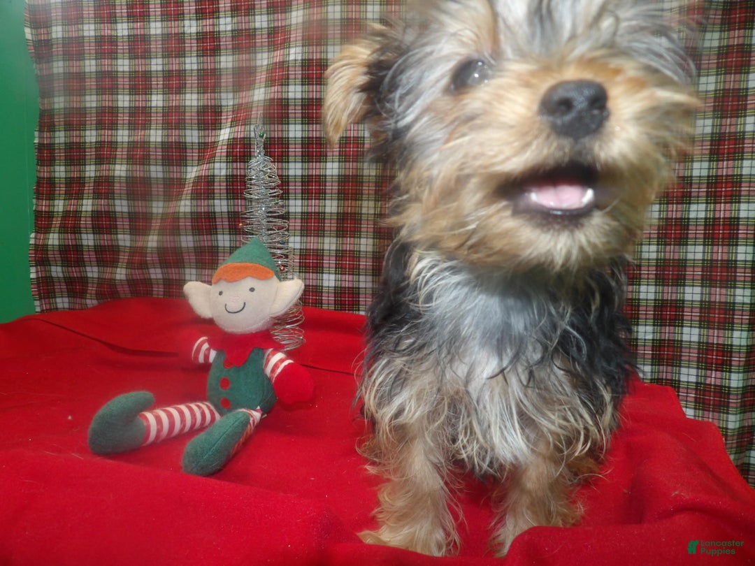 Yorkshire Terrier dogs for sale: Stewie - Ad 5