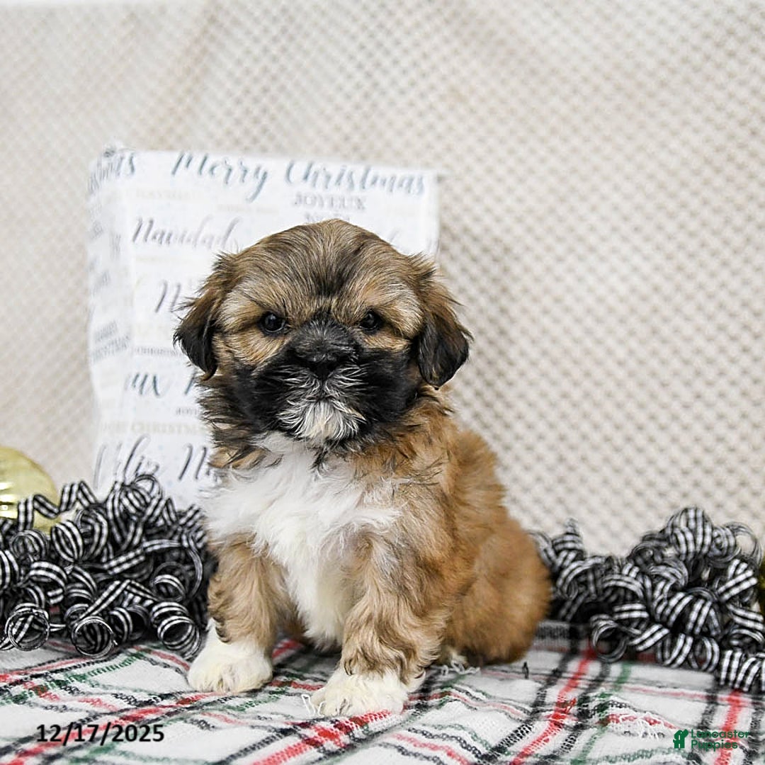Shih Tzu dogs for sale: King - Ad 2