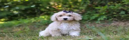 Bichpoo dogs for sale: Sarah - Ad 6