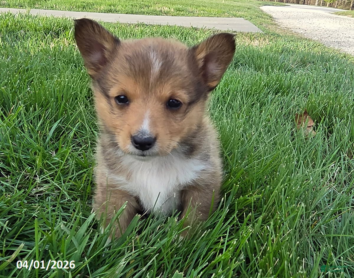 Mixed Breed dogs Stripe - Ad 34