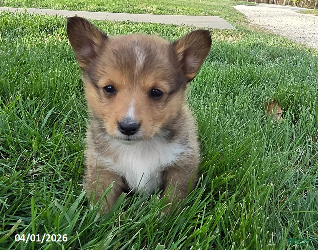 Mixed Breed dogs for sale: Stripe - Ad 1