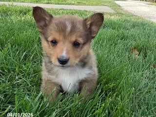 Mixed Breed dogs Stripe - Ad 12