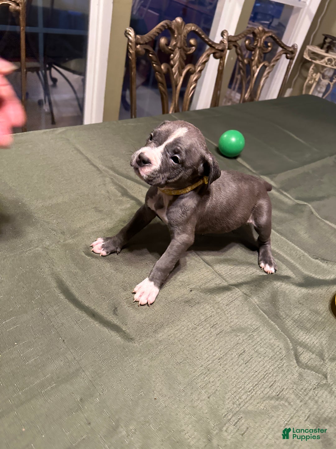 American Bully dogs for sale: Bella (Yellow) ABKC Blue - Ad 11