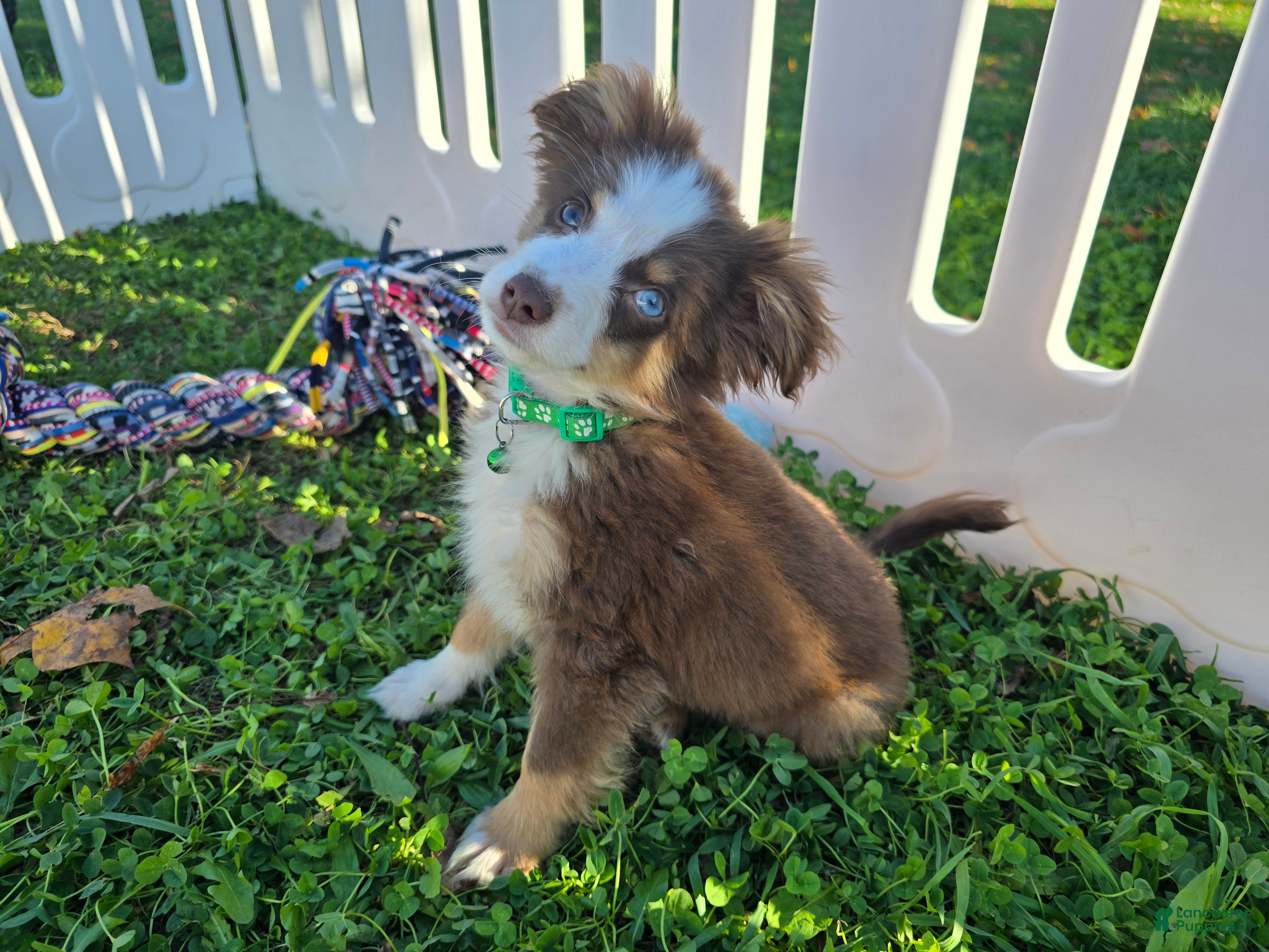 Toy Australian Shepherd dogs Boy 2 - Ad 1