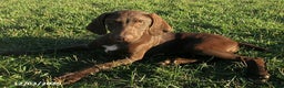 German Shorthaired Pointer dogs for sale: Rocky - Ad 2