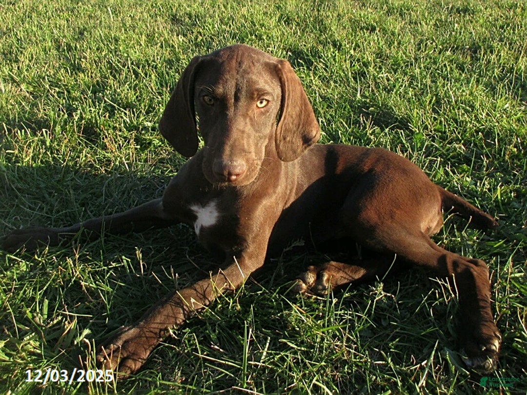 German Shorthaired Pointer dogs for sale: Rocky - Ad 2