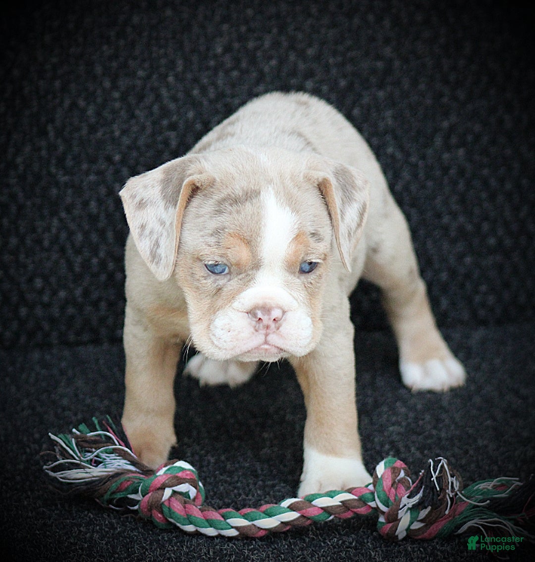 Beabull dogs Navi - Ad 2